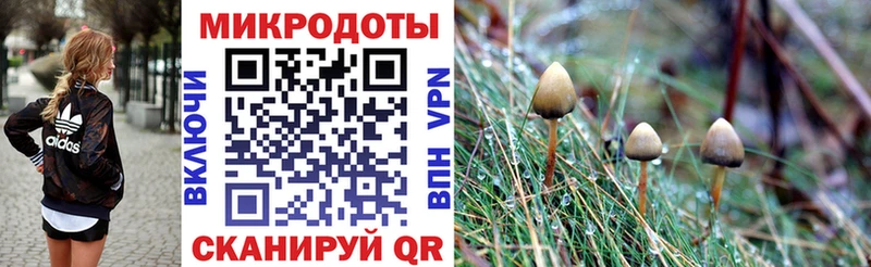 Псилоцибиновые грибы Psilocybine cubensis  закладки  Сокол 
